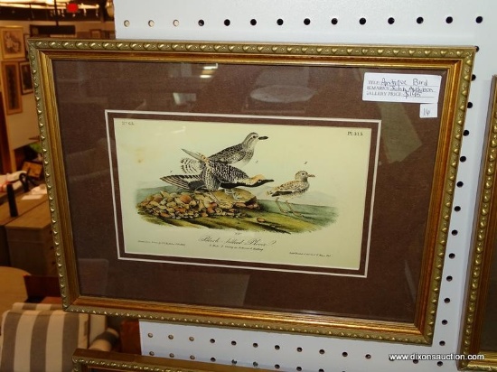 JOHN AUDUBON "BLACK BELLIED PLOVER" BIRD IDENTIFICATION PRINT; DEPICTS A SCENE WITH A MALE, YOUNG IN