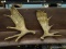 (R2) COMPOSITION MOOSE ANTLERS; PR. OF COMPOSITION MOOSE ANTLERS- 23 IN W X 26 IN L