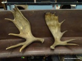 (R2) COMPOSITION MOOSE ANTLERS; PR. OF COMPOSITION MOOSE ANTLERS- 23 IN W X 26 IN L