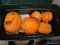 (SHELVES) LOT OF JACK-O-LANTERNS; 5 PIECE LOT OF WIRED, LIGHTED JACK-O-LANTERNS.