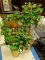 (TABLES) LOT OF ARTIFICIAL HOLLY TREES; 3 PIECE LOT OF ARTIFICIAL HOLLY TREES WITH A GOLD PAINTED