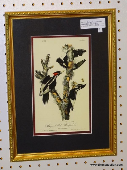 "IVORY-BILLED WOODPECKER" JOHN J. AUDUBON PRINT; SHOWS THE MALE AND FEMALE VERSION OF THE