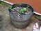 (BYD) BARREL PLANTERS; 2 HALF WHISKEY BARREL PLANTERS- 26 IN DIA. X 20 IN H