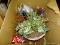 BOX LOT; INCLUDES DECORATIVE PINE CONES, AN ARTIFICIAL PLANT, FAKE WRAPPED PRESENTS, ETC.