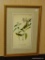 ANTIQUE BIRD BY JOHN AUDUBON. MEASURES 10