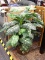 ARTIFICIAL PLANT; ARTIFICIAL VARIGATED LEAF FERN STYLE PLANT IN A WICKER PLANTER. MEASURES 36 IN