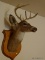 (UPHALL) TAXIDERMY BUCK; TAXIDERMY AND MOUNTED 8 PT. BUCK- 14 IN X 30 IN