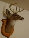 (UPHALL) TAXIDERMY BUCK; TAXIDERMY AND MOUNTED 8 PT. BUCK- 14 IN X 30 IN