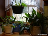 (KIT) POTTED PLANTS ; 7 POTTED PLANTS- 3 ORCHIDS , PEACE LILY , ALOE PLANT , IVY VINE AND A GERANIUM