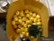 BAG CONTAINING A LARGE AMOUNT OF FEATHER WRAPPED CHRISTMAS ORNAMENTS. ARE GOLD IN COLOR. BAG IS