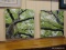 PAIR OF PRINT ON CANVASES OF LEAFY GREEN OAK TREES. EACH MEASURES 24 IN X 24 IN. ITEM IS SOLD AS IS