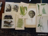 (OFFICE) PORTFOLIO OF APPROXIMATELY 45- 19TH CEN. COLORED ENGRAVINGS OF PLANTS AND WILDLIFE IN
