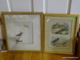 (OFFICE) 2 FRAMED BIRD COLORED ENGRAVINGS, MATTED IN GOLD FRAMES- 13 IN X 18 IN AND 15 IN X 18.5 IN,