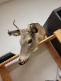 BABY BUCK TAXIDERMY. ITEM IS SOLD AS IS WHERE IS WITH NO GUARANTEES OR WARRANTY, NO REFUNDS OR