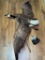 (S10J) VINTAGE FLYING CANADA GOOSE TAXIDERMY MOUNT (DETACHED TAIL) 58 INCH WINGSPAN