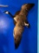 (BLUE WALL) VINTAGE FLYING CANADA GOOSE TAXIDERMY MOUNT (56 INCH WINGSPAN)