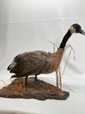 (S9I) VINTAGE STANDING CANADA GOOSE TAXIDERMY MOUNT (21 INCHES TALL)
