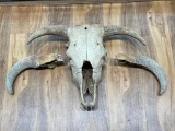 (10J) FOSSILIZED BUFFALO SKULL AND PAIR OF HORNS