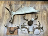 (S5E) MOOSE ANTLER SHED (31 INCH LENGTH) AND THREE SETS OF -POINT DEER ANTLER MOUNTS TAXIDERMY
