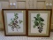 (APTHALL) PR. OF FRAMED AND MATTED HORTICULTURE PRINTS IN CHERRY FRAMES- 15 IN X 18.5 IN, ITEM IS