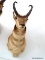 PRONGHORN ANTELOPE HUNTED IN WYOMING. THE HUNT WAS $2,600.00, MOUNT WAS $425.00 PLUS SHIPPING. ITEM