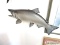 SALMON-SILVER THROAT CAUGHT IN GREAT LAKES. $225.00 MOUNT. MEASURES APPROX. 28
