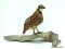 QUAIL SHOT IN VIRGINIA. $200.00 MOUNT. ITEM IS SOLD AS IS WHERE IS WITH NO GUARANTEE OR WARRANTY. NO