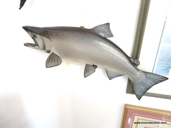 SALMON-SILVER THROAT CAUGHT IN GREAT LAKES. $225.00 MOUNT. MEASURES APPROX. 28" LONG, 11" WIDE, 6"