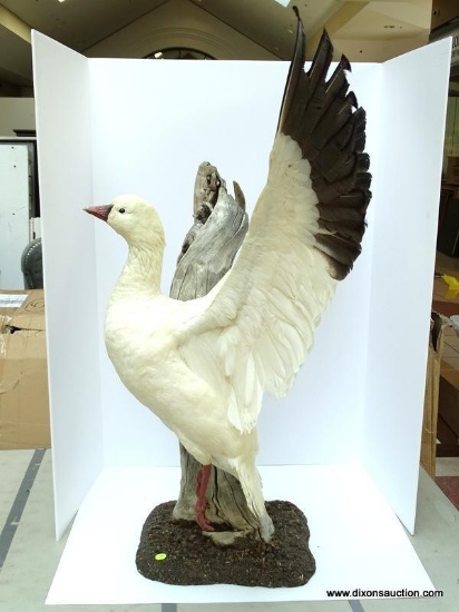 SNOW GOOSE SHOT IN MANITOBA CANADA. MOUNTED STANDING WITH WINGS SPREAD. $400.00 MOUNT. THIS MOUNT