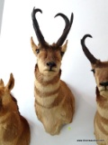 PRONGHORN ANTELOPE HUNTED IN WYOMING. THE HUNT WAS $2,600.00, MOUNT WAS $425.00 PLUS SHIPPING. ITEM