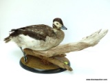 WOOD DUCK SHOT ON THE EASTERN SHORE. MOUNTED SITTING WITH LEG HANGING. $2,500.00 HUNT, $325.00
