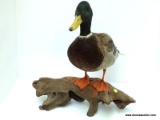 MALE DRAKE MALLARD SHOT ON THE EASTERN SHORE. TABLE MOUNT. $250.00 MOUNT. MEASURES APPROX. 14