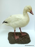 ROSS GOOSE-WHITE WITH BLACK WING TIPS. SHOT IN MANITOBA CANADA. $350.00 TO MOUNT. MEASURES APPROX.
