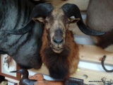 CORSICAN RAM HUNTED IN WYOMING. $425.00 FOR THE MOUNTING, HUNTING TRIP WAS $2,500.00. ITEM IS SOLD