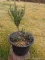 (OUTSIDE FRONT) PR. OF PLANTERS WITH MINIATURE JUNIPERS- 40 IN H, ITEM IS SOLD AS IS, WHERE IS, WITH