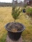 (OUTSIDE FRONT) PR, OF PLANTERS WITH MINIATURE JUNIPERS- 40 IN H, ITEM IS SOLD AS IS, WHERE IS, WITH