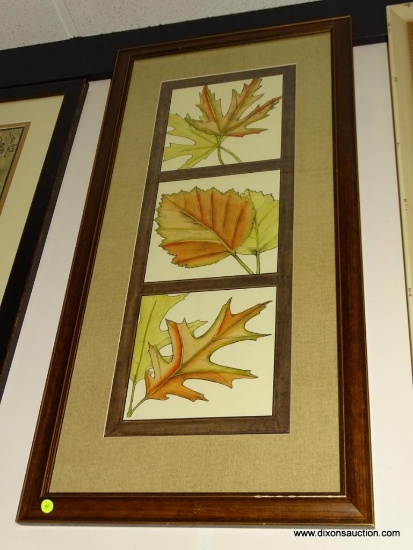 (BWALL) FRAMED PRINT OF 3 TYPES OF LEAVES (1 IS OF MAPLE, 1 IS OF OAK, AND 1 IS BIRCH [?]). MEASURES