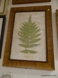 (BWALL) DIDYMOCHLAENA TRUNCATULA FERN FRAMED PRINT. MEASURES APPROXIMATELY 21.5 IN X 29.5 IN. ITEM