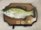 ORIGINAL BIG MOUTH BILLY BASS UNTESTED