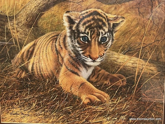 PRINT OF ADORABLE TIGER CUB (25.5 X 25.5) HAND SIGNED CHARLES FRACE