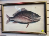 ANTHEA &C ENGRAVED PRINT OF FISH (20 X 13)