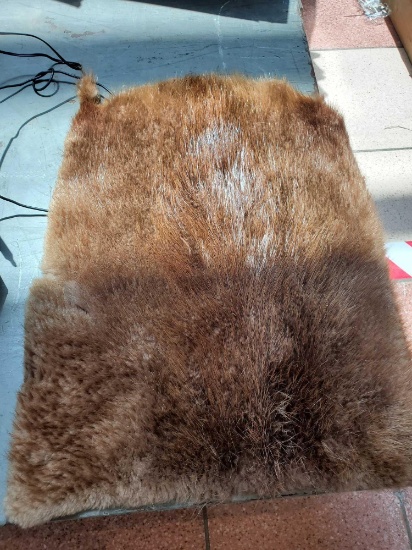 Partial Beaver pelt.