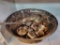 11 PIECE ONEIDA SILVERSMITH'S PUNCH BOWL SET. IS SOLD AS IS WHERE IS WITH NO GUARANTEES OR WARRANTY,