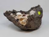 VOLCANIC ROCK WITH SHELLS.