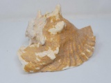 LARGE CONCH SHELL, 10 INCHES LONG.