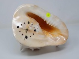 CONCH SHELL CLOCK 11 INCHES X 9 INCHES