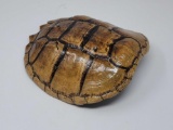 TURTLE SHELL CENTERPIECE, 12 INCHES X 11 INCHES.