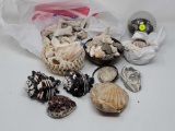 LARGE LOT OF SHELLS TO INCLUDE FOSSILIZED SHELLS, ONE ENCASED IN GLASS BALL, SHELL BASKET WITH SHELL