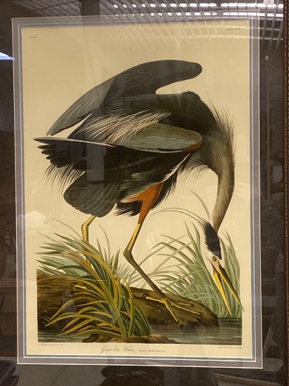 Framed John James Audubon Great Blue Heron Print Triple Matted Measure Approximately 29 in x 37 1/2