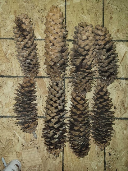 8 Piece Pine Cone Collection $1 STS